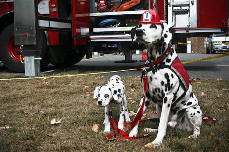50 Amazing Pictures Of Dogs And Firefighters
