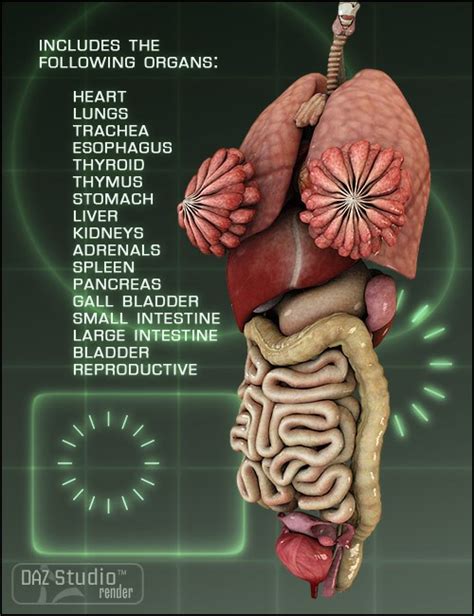 Stomach, liver, intestine, bladder, lung, testicle, uterus, spine, pancreas, kidney, heart. Victoria 4 Internal Organs | Human Anatomy for Daz Studio ...