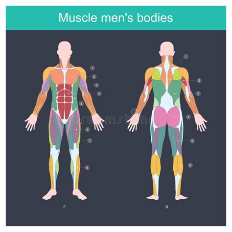 Muscle Men Stock Vector Illustration Of Isolated Muscles 42218920