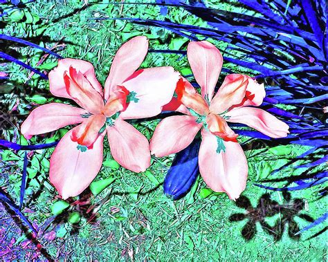 Flower Twins Photograph By Andrew Lawrence Fine Art America