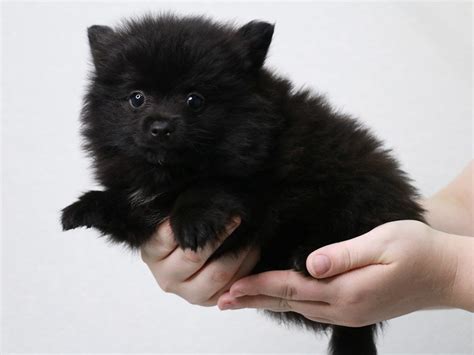 Pomeranian Dog Male Brindle 3331857 My Next Puppy