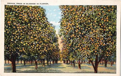 Orange Trees In Blossom In Florida Profkaren Flickr