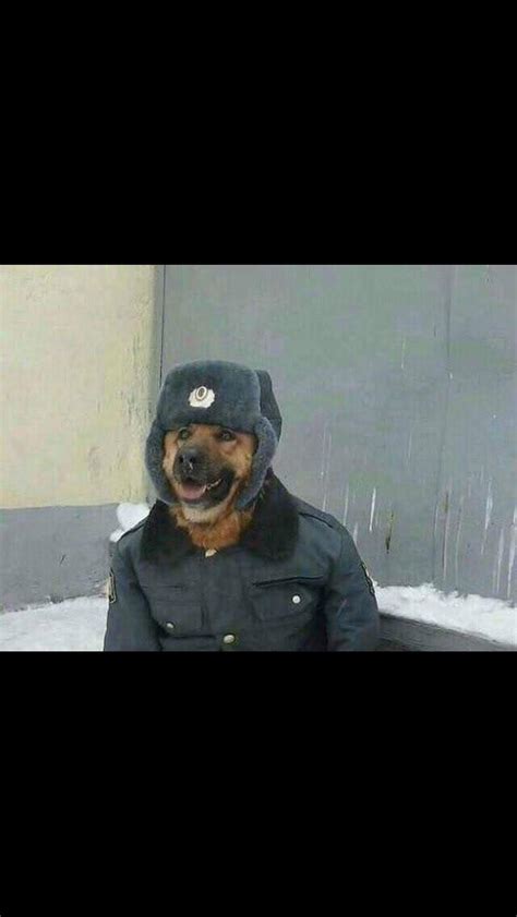 Russian Doggo Ranormaldayinrussia
