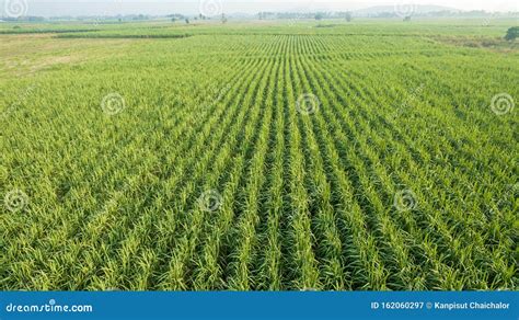 Sugar Cane Farm Sugar Cane Fields View From The Sky Drone Photo Of