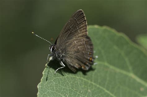 Satyrium Liparops Fletcheri Butterflies Of Dillberry Lake Provincial
