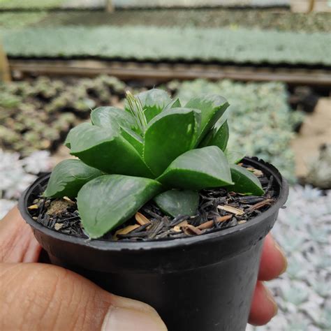 We did not find results for: 200. Haworthia Cooperi Var. Pilifera