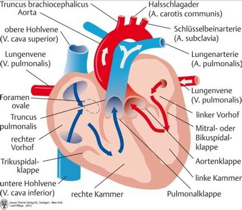 Pin Von Eva W Auf Anatomie Anatomie Und Physiologie Herz Anatomie