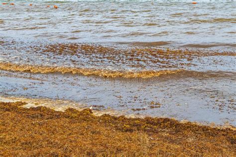 Very Disgusting Beach Water With Red Seaweed Sargazo Caribbean Mexico