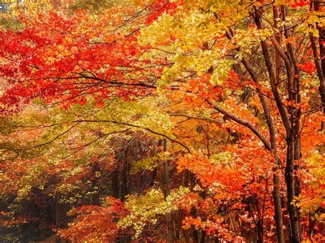 2020 Fall Foliage Peak Map When Leaves Are Best In Virginia Del Ray