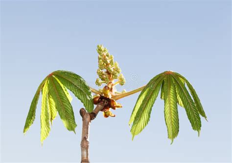 Horse Chestnut Tree Ready To Bloom Stock Image Image Of Panicle