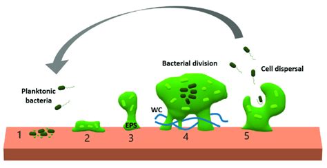 Schematic Representation Of Biofilm Formation 1 Planktonic Bacteria