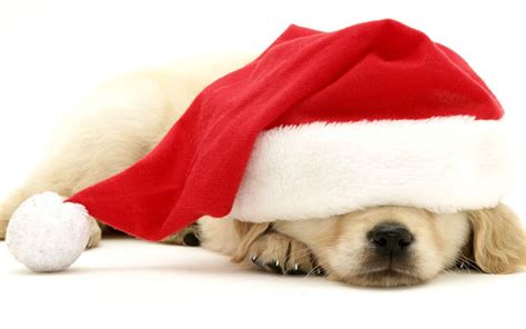 Christmas Puppy Wallpapers Top Free Christmas Puppy Backgrounds