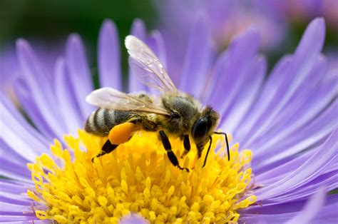 Honeybee Pollinating Flower Garden And Greenhouse