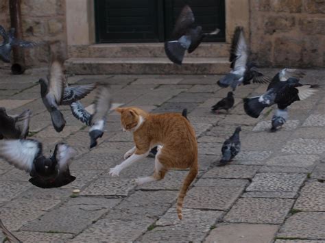 Cat Among The Pigeons Cat Attacking Pigeons Pigeons Escap Flickr