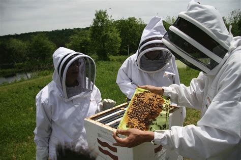Are Beekeepers More Adaptive Or Inventive Bee Culture