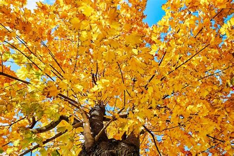 Premium Photo Colorful Autumn Tree Against Blue Sky