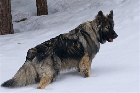 American Alsatian Breed Guide Things You Should Know Animal Corner