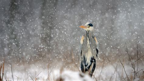 Grey Heron Snow Bing Wallpaper Download