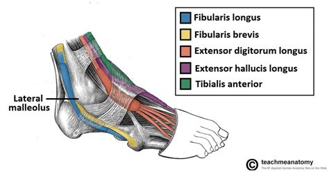 The ankle joint proper or talocrural joint, the subtalar joint, and the inferior tibiofibular joint. Muscles of the Anterior Leg - Attachments - Actions ...