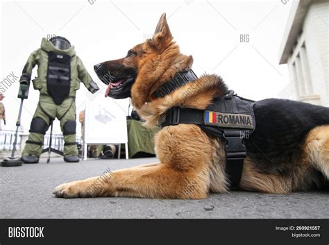 German Shepherd Army Image And Photo Free Trial Bigstock