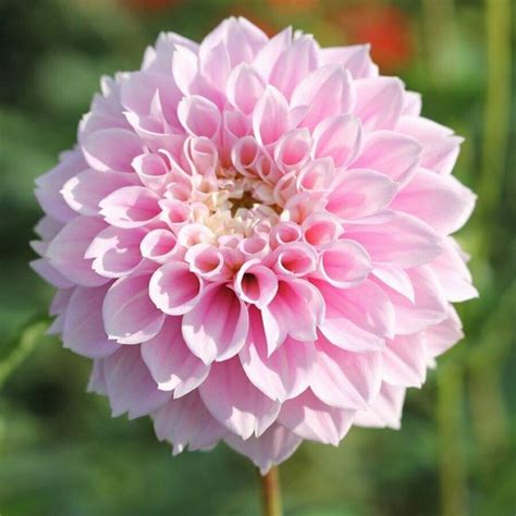 Sweet Love Dahlia Tubers Light Pink With White Edges Fades To A