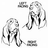 Hound Basset Drawing Getdrawings Dog Head sketch template
