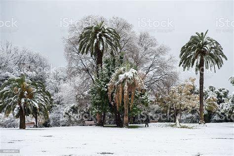 Palm Trees Covered In Snow In Nice Cote Dazur Stock Photo