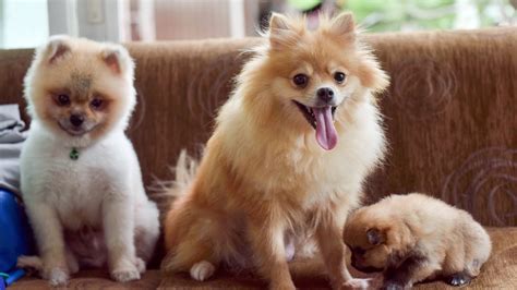 Diet And Nutrition Guide For Pomeranians Petplate