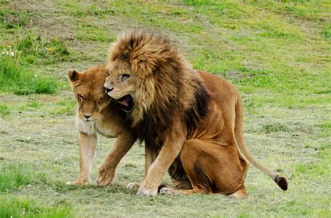 Lion And Lioness Animals Free Stock Photo Public Domain Pictures