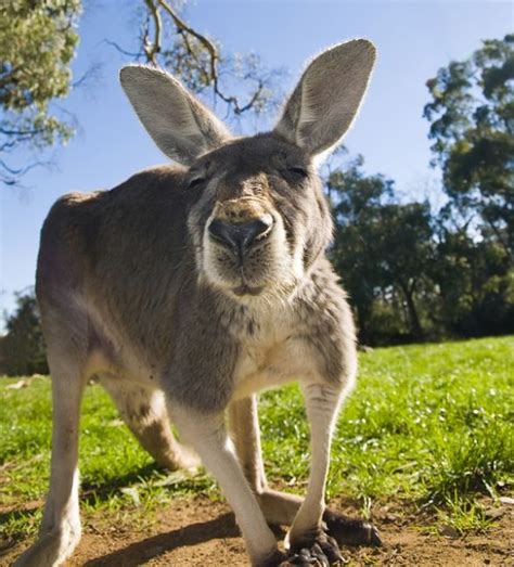 Australian Animals Animal Facts Encyclopedia