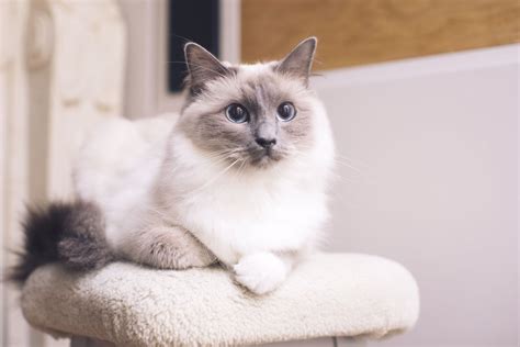 Ragdoll The 17 Best Cat Breeds For First Time Owners Popsugar Pets