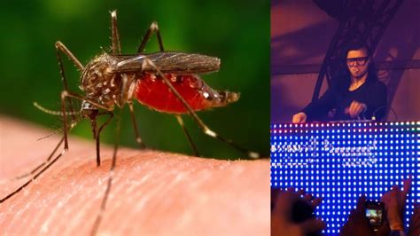 Skrillex Musik Kann Verhindern Dass Mücken Beißen Und Sex Haben