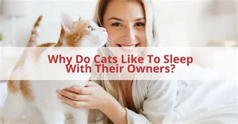Experts explain that seeing birds can unleash cat's wild instincts and make her wish to practice her hunting skills. Why Do Cats Like To Sleep With Their Owners? The Facts.