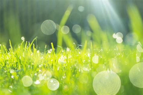 Blurred Background With Green Fresh Summer Lawn Grass Close Up View