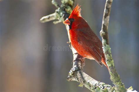 Red Cardinal Sits On Aa Tree Branch Stock Image Image Of Nature