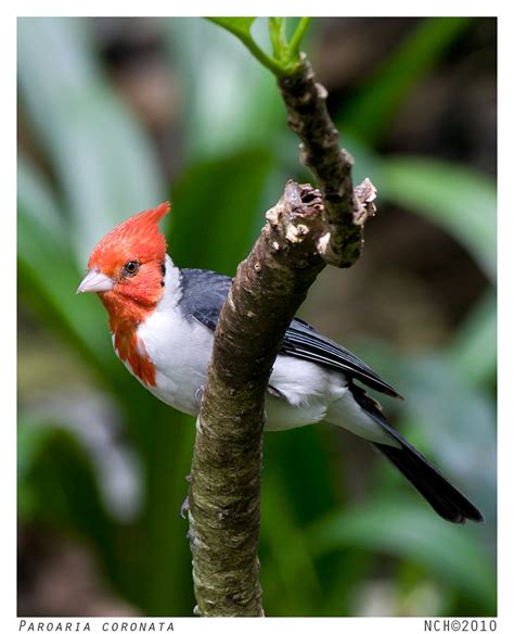 Brazilian Red Crested Cardinal01 Attractive Looking Bird Flickr