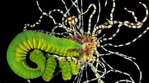 Photographer Reveals Terrifying New Sea Worms Beautiful Sea Creatures