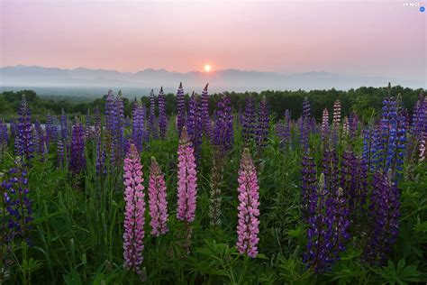 Great Sunsets Meadow Lupine Nice Wallpapers 1920x1280
