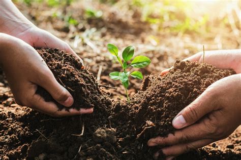 Soil Conservation Guide Importance And Practices Maryville Online
