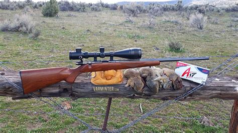 New Cci A17 17 Hmr Ammunition Hunt Report And Review Varminter Magazine