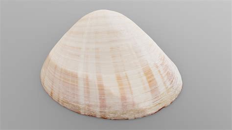 Tellin Sea Shell Buy Royalty Free 3d Model By Drakery 14f323a Sketchfab Store
