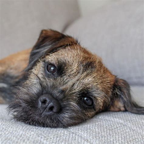 What Are The Most Popular Terrier Dog Breed Border Terrier