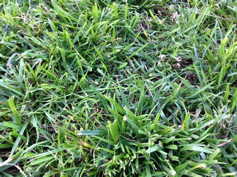 Tall Fescue Grass Images Potting Soil Near Me