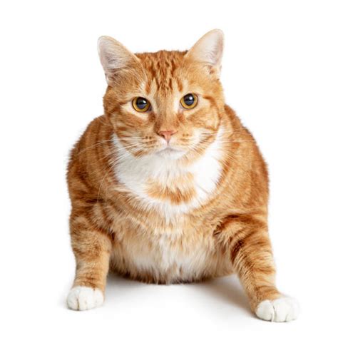 Best Fat Cats Stock Photos Pictures And Royalty Free Images Istock