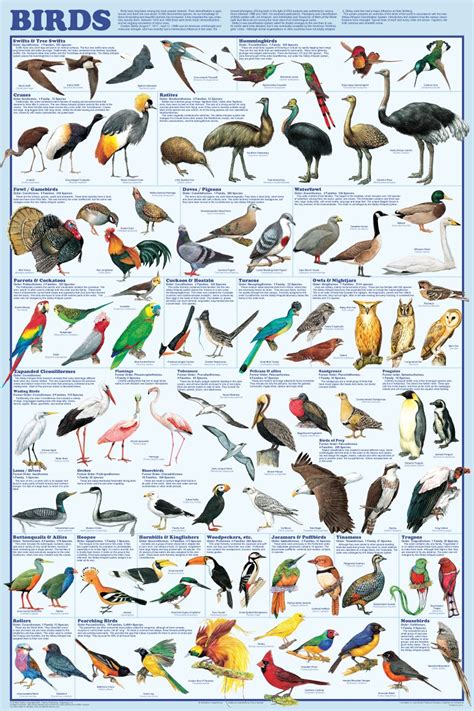 Bird Poster for the kids | Animal chart, Bird species, Bird poster