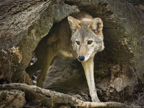Knox County Coyote Sighting Uptick Is Seasonal Experts Say