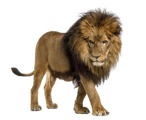 Black Lion Png - PNG Image Collection