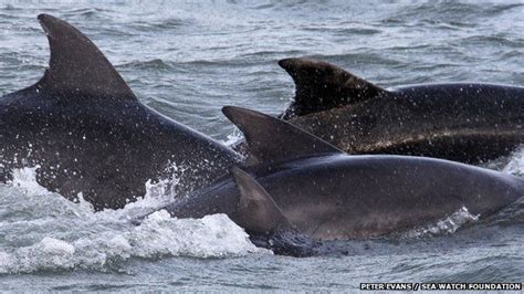 70 Dolphins Photographed Off Anglesey Coast Bbc News