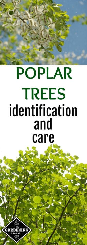 Poplar Trees Identification And Care Gardening Channel