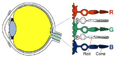 Human Eye Cones Structure Download Scientific Diagram